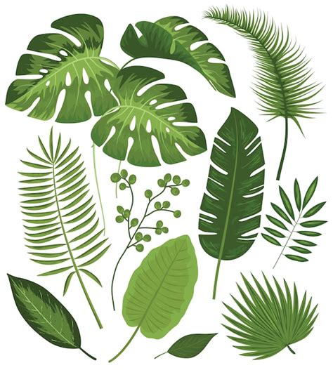 Collection of tropical leaves Vector | Free Download