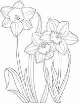 Daffodil Flower Coloring Page At GetColoringscom  Free Printable sketch template