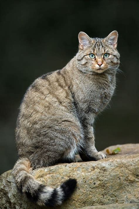 What kind of cat is a tabby? 30+ Tabby Cat Photos | Wild cat species, Cat species, Cats