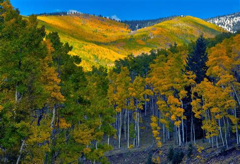 My favorite part about hiking in Hyde Park Santa Fe, NM is the beautiful aspen trees i… | Santa ...