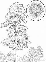 Pine Tree coloring Pages sketch template