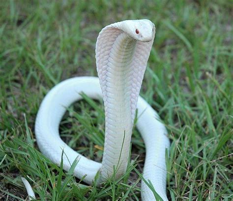 🔥 Albino Cobra 🔥 : r/NatureIsFuckingLit