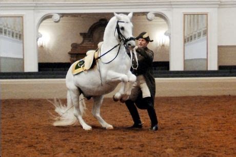 Spanish Riding School of Vienna, the true masters of dressage ...