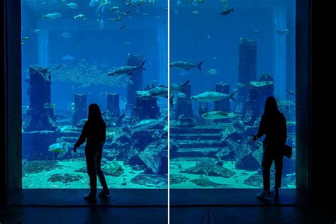 The Lost Chambers Aquarium Atlantis Dubai - Aquarium Views