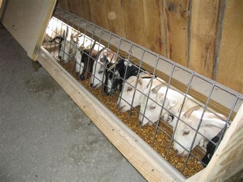 IKGA | GOAT FEEDERS grain mineral hay creep feeders | Goat farming, Goat house, Goat feeder