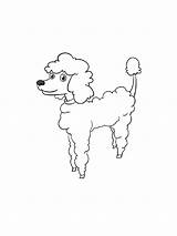 Poodle coloring Pages sketch template