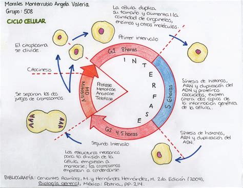 Esquema 1 del Ciclo Celular | Ciclo celular, Enseñanza biología, Clase de biología