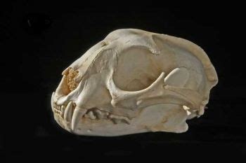 Caracal Male Skull Replica is cast from original specimen. Felis ...