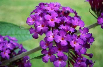 How to Root Cuttings of a Butterfly Bush (Propagation) | Flowers that attract butterflies ...