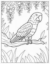Parrot Coloring Pages sketch template