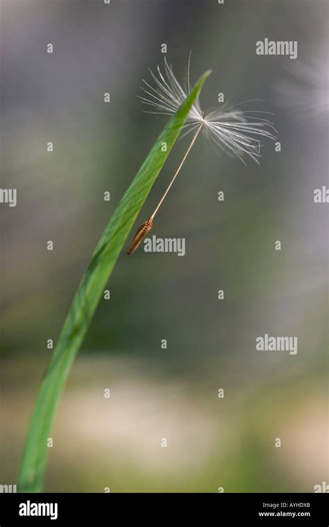 Goatsbeard seed head caught on blade of grass Stock Photo - Alamy