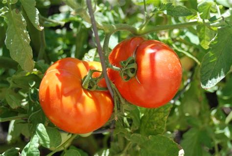 An Easy Recipe for Your Roma Tomato Harvest — The Coeur d'Alene Coop