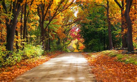 colorful, Forest, Road, Trees, Autumn, Park, Path, Nature, Leaves Wallpapers HD / Desktop and ...