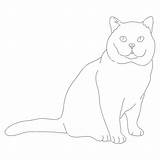 Tracing Cat Worksheet Printable Worksheets Line Traceable Drawings  sketch template