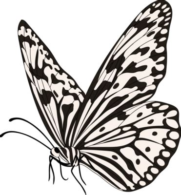 Butterfly Wing PNGs for Free Download