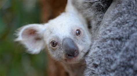 Australia Zoo's rare white koala gets a name (PICTURES) | HuffPost ...