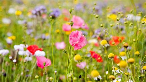 Cómo hacer un jardín de flores silvestres paso a paso