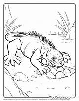 100  Iguana coloring Pages Free PDF To Print Woo Coloring sketch template
