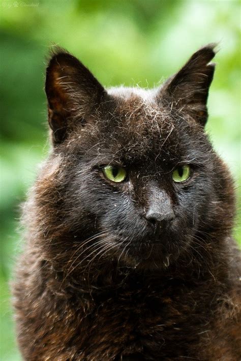 Pin by Snickety Snuck on Cats | Black cat breeds, Wild cats, Warrior cats