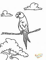 Printable Coloring Pages Of Parrots sketch template