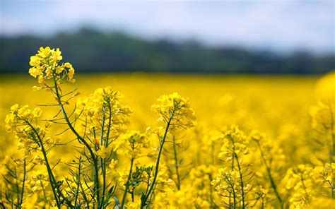 Barbados oilseed rape gives Essex seed grower a day in the sun - Farming UK News