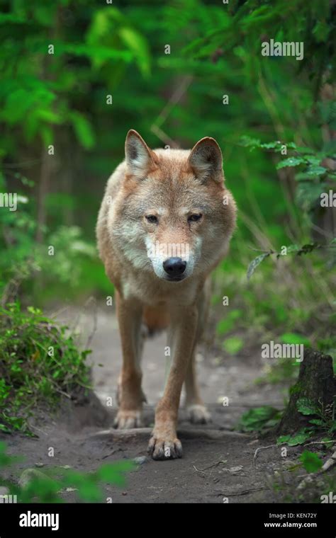 Timber wolf hunting in the forest Stock Photo - Alamy