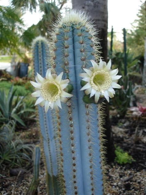 Casa da Xica: Brazilian Blue Cactus- Pilosocereus azureus