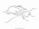 Barata Cucaracha Cockroach Coloring Page For Kids  Free Cockroaches sketch template