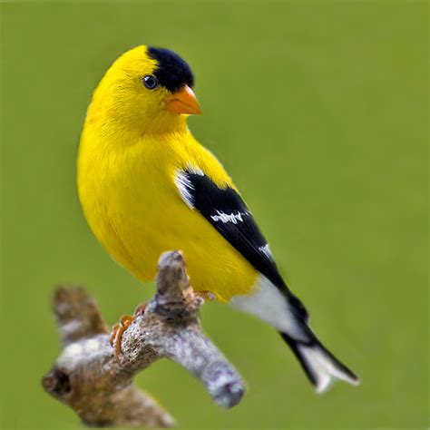 American Goldfinch (male) | Project Noah