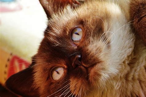 brown persian cat free image | Peakpx