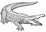Big Crocodile coloring page  Download Print Or Color Online For Free sketch template