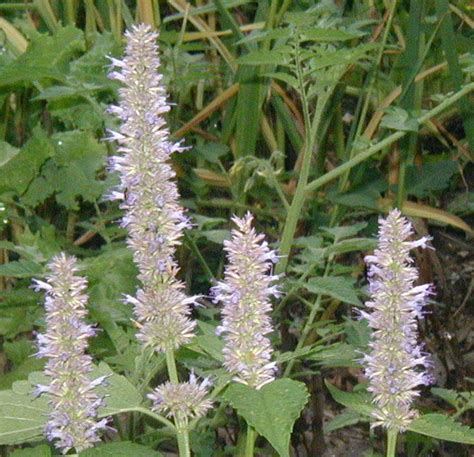 Blue Giant Hyssop Makes Tasty Anise Tea – Use That Herb