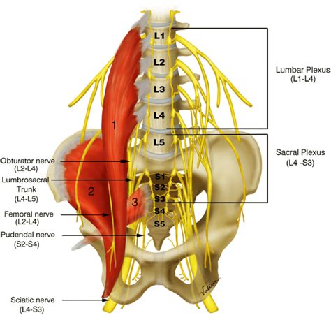 Sacral Plexus Model