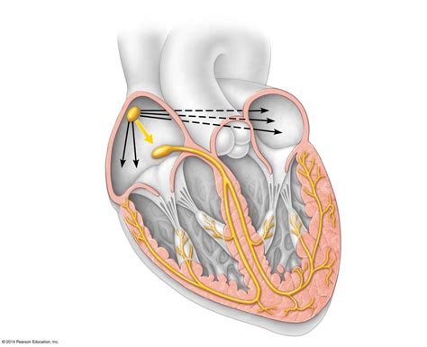 Intrinsic Conduction System of Heart Diagram | Quizlet