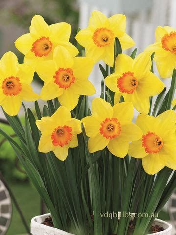 Narcissus | VDQ Bulbs