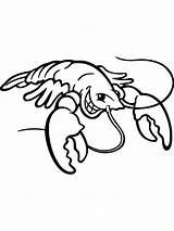 Laughing Lobster coloring Page  Download Print Or Color Online For Free sketch template