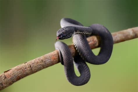 Premium Photo | Black viper trimeresurus purpureomaculatus manggrove pit viper venomous snake