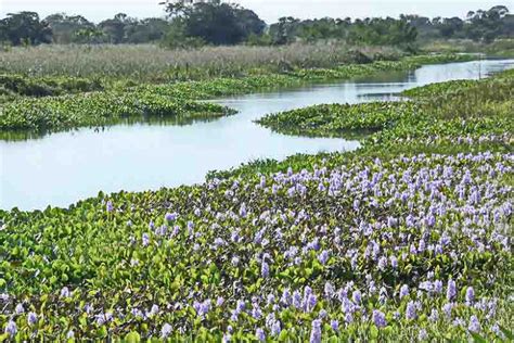 Invasive Plant Species in Florida