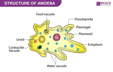 What are pseudopodia in Amoeba ? What are the functions of pseudopodia