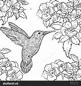Hummingbird Adult Coloring Page Free Pages sketch template