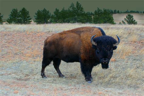 Buffalo or Bison? ⋆ All About the Black Hills