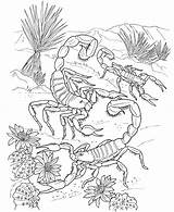 Free Printable Scorpion Coloring Pages For Kids sketch template