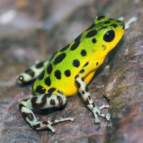 Yellow Poison Dart Frog