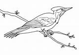 Hairy Woodpecker Coloring Page  Free Printable Pages For Kids sketch template