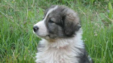 Carpathian Sheepdog - Price, Temperament, Life span