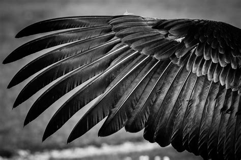 Feathers, Closeup, Wings, Black and white, HD Wallpaper | Rare Gallery