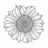 The Most Beautiful Sunflower Coloring Pages For Kids  Cool sketch template