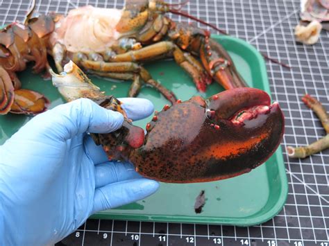 Lobster Dissection : 11 Steps - Instructables