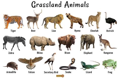 animals found in grassland habitat of south africa - Google Search | Animal habitats, Grassland ...