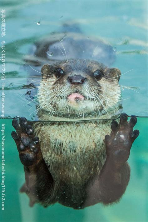 Otter Gets Up Close for a Photo — The Daily Otter | Otters cute, Baby ...